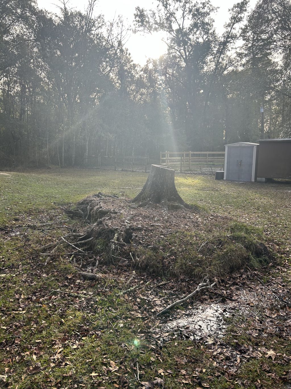 Tree Stump Grinding and Removal