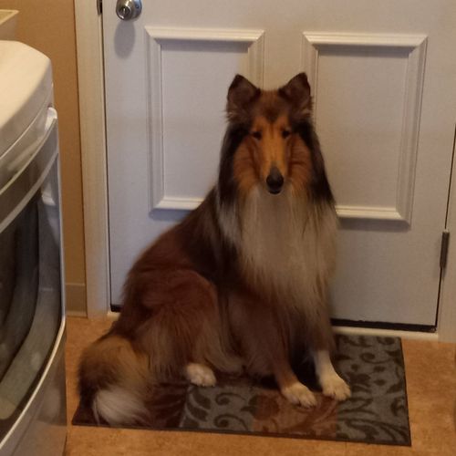 Kevin is incredible! We have a two year old Collie