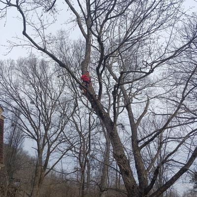 Avatar for tree service