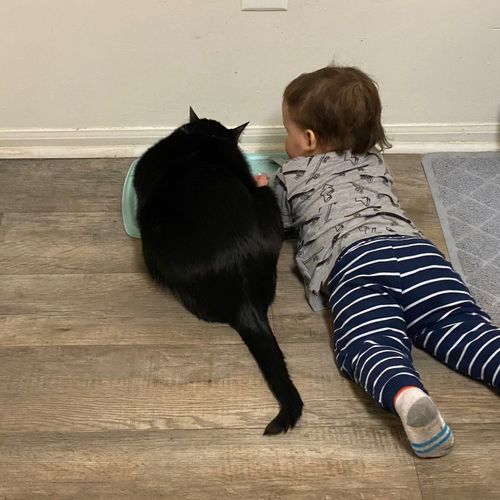 ApplePaws (where your pet is the apple of my eye)