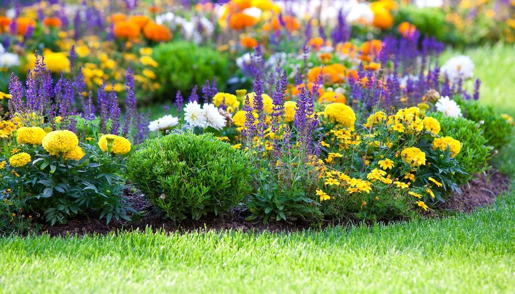 spring garden with flowers in yard