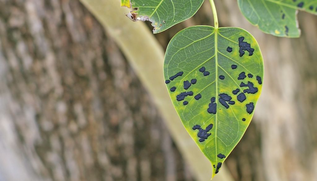 garden plant leaves with disease