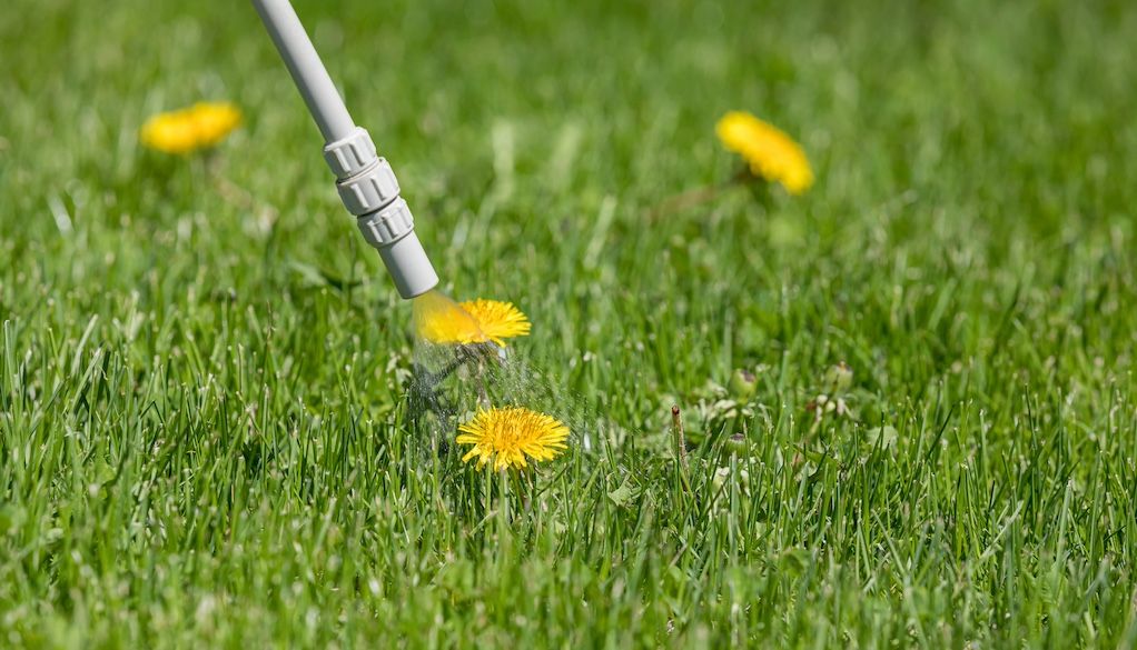 spraying weed killer herbicide on dandelion weed