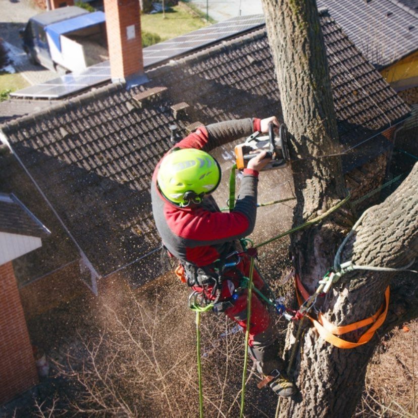 A better cut tree surgeon