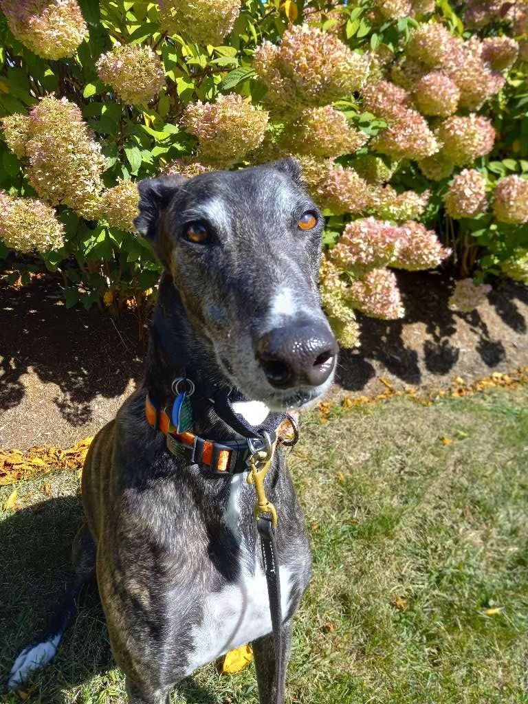 Mr Johnson, the most distinguished gentleman