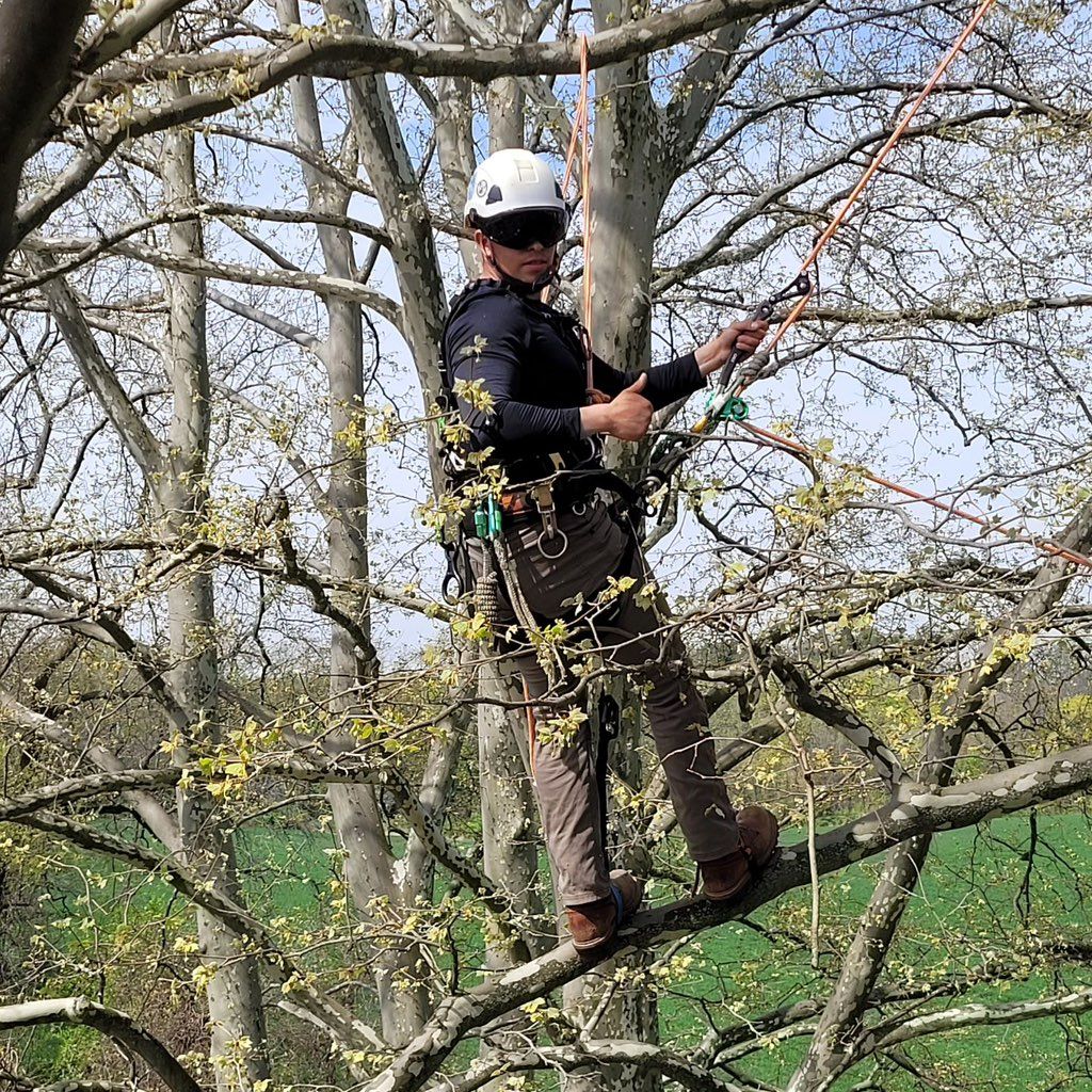 Garcia tree expert