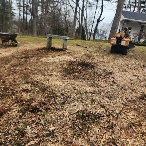 Tree Stump Grinding and Removal