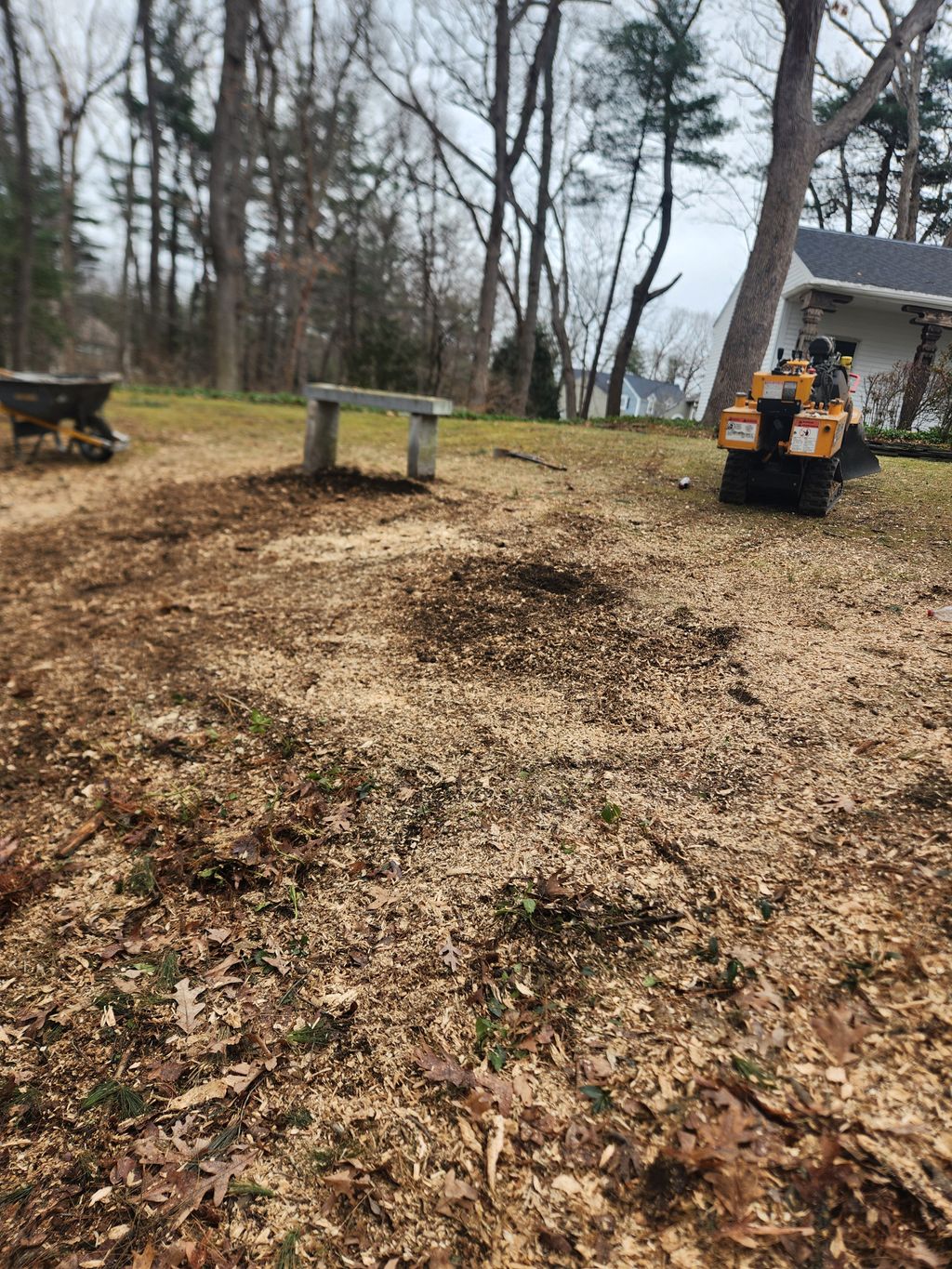 Tree Stump Grinding and Removal