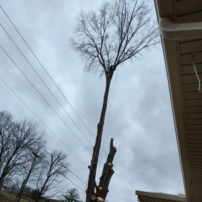 Avatar for jr trees service trimming in removal topping