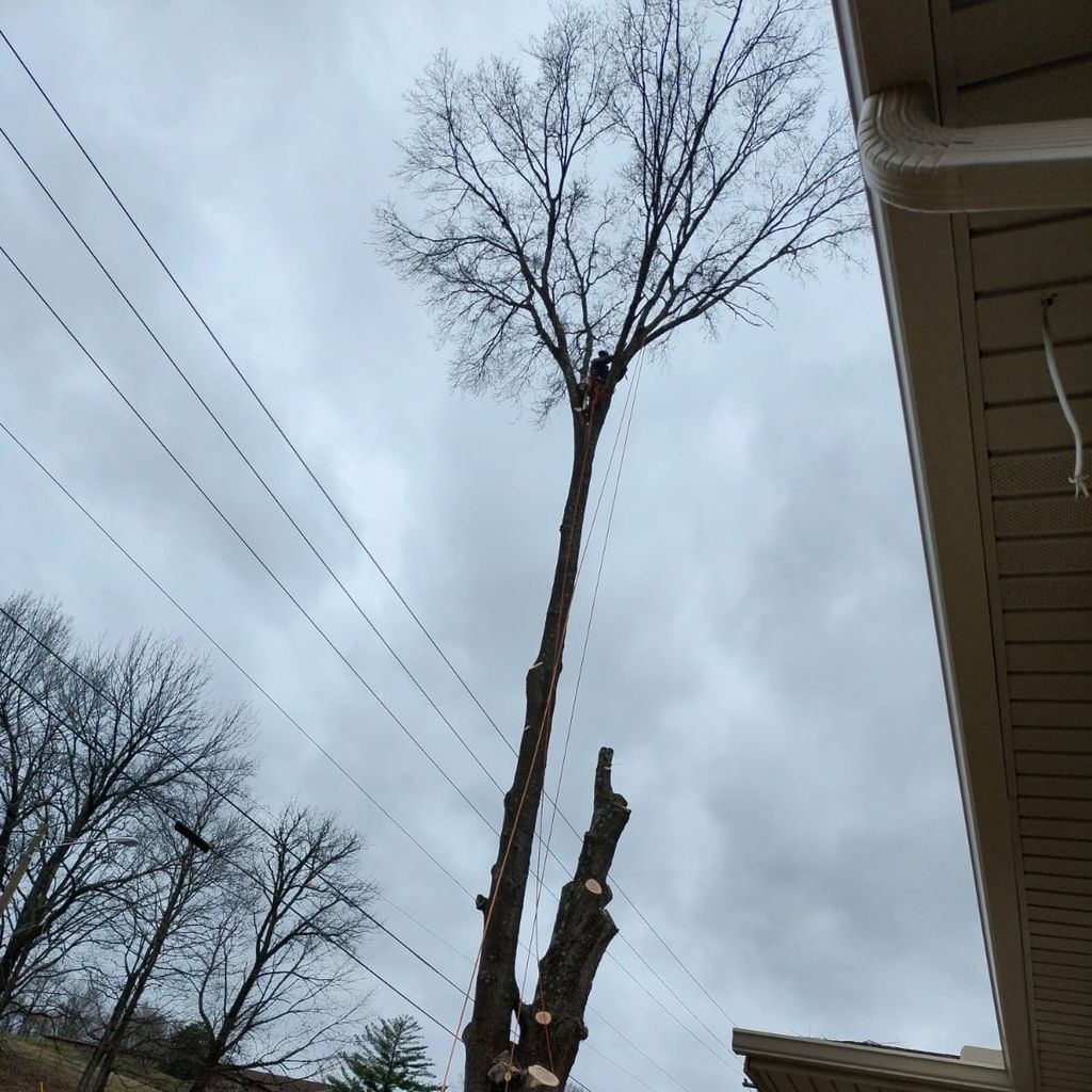 J&J trees service trimming in removal topping