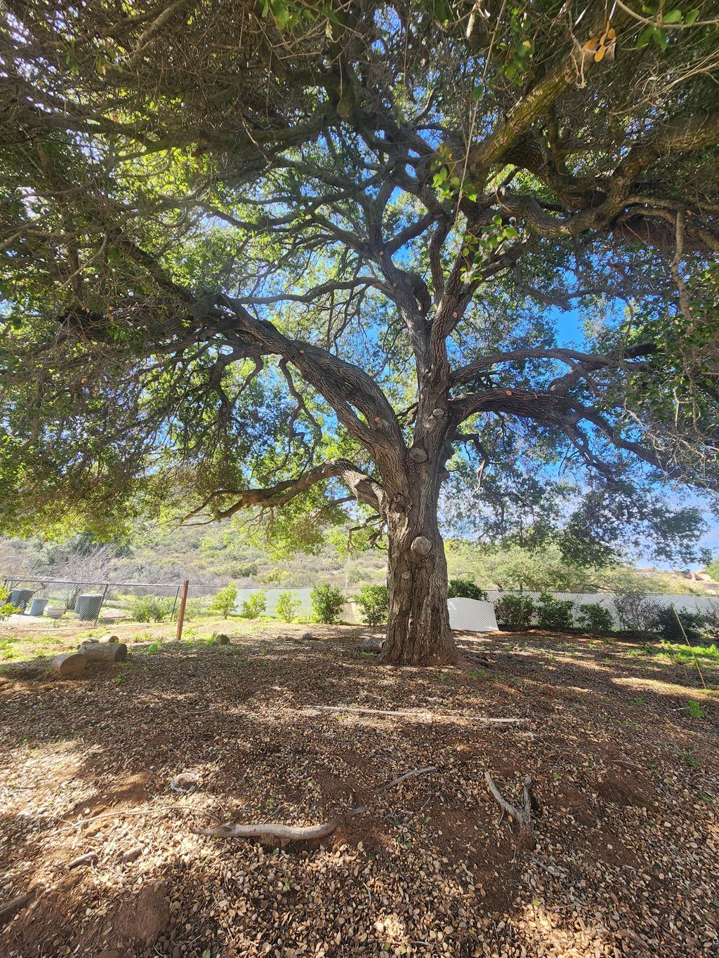 Tree Trimming and Removal