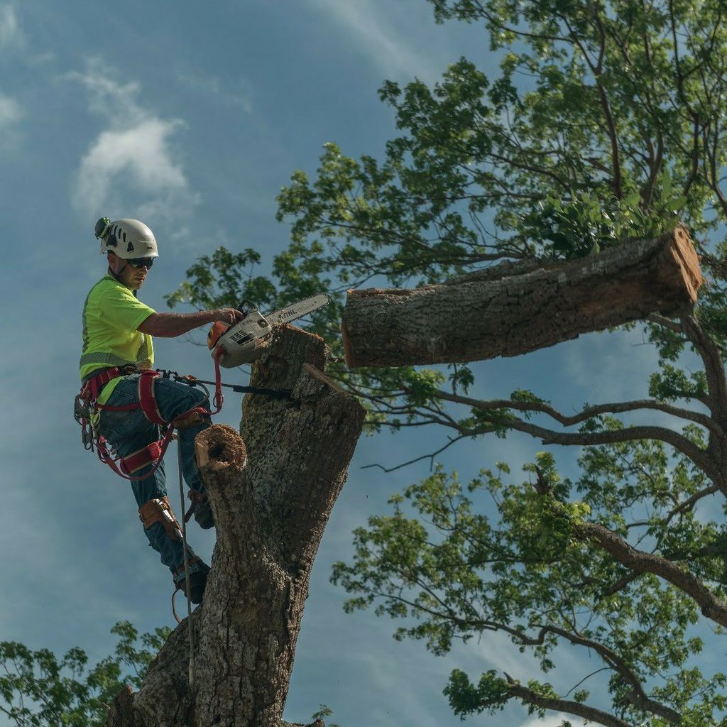 Precision Tree Experts LLC
