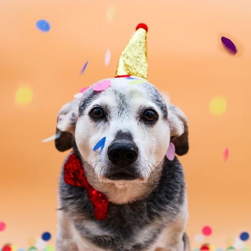 I used Pets, Paws, and Pics for my dog’s 13th birt