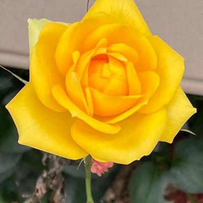 Avatar for Yellow Roses Consulting