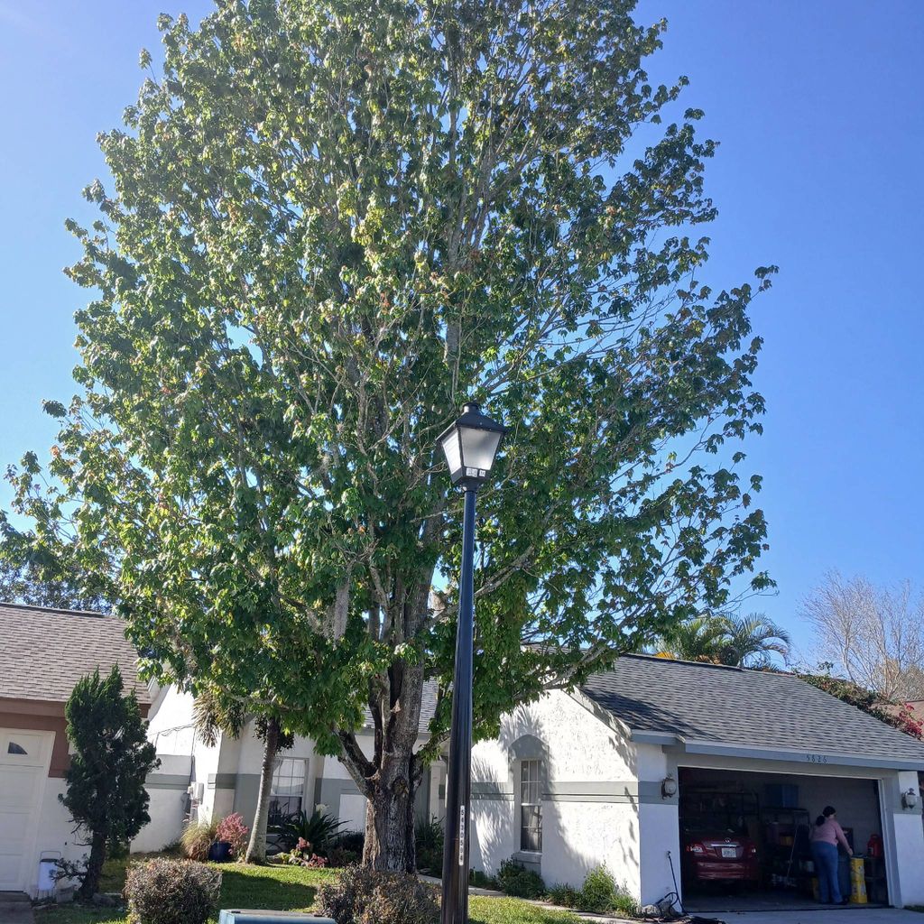 Right Cut Tree Service