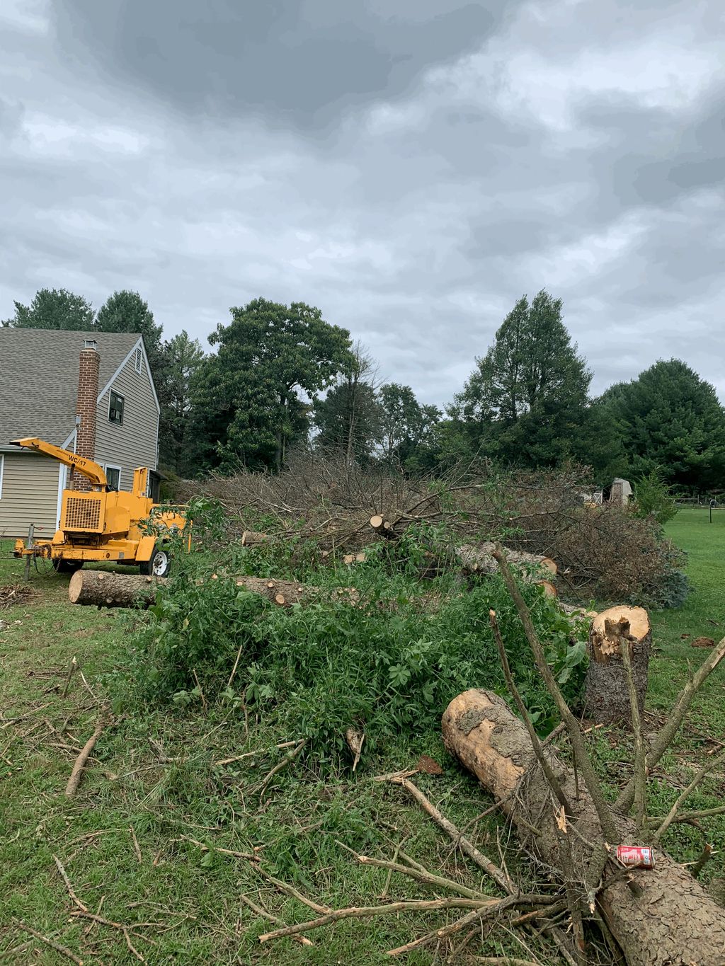 Tree Service 