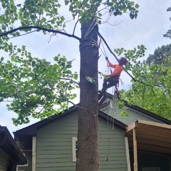 Tree Removal