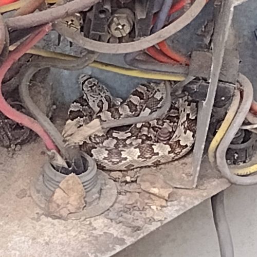 snake inside AC unit 