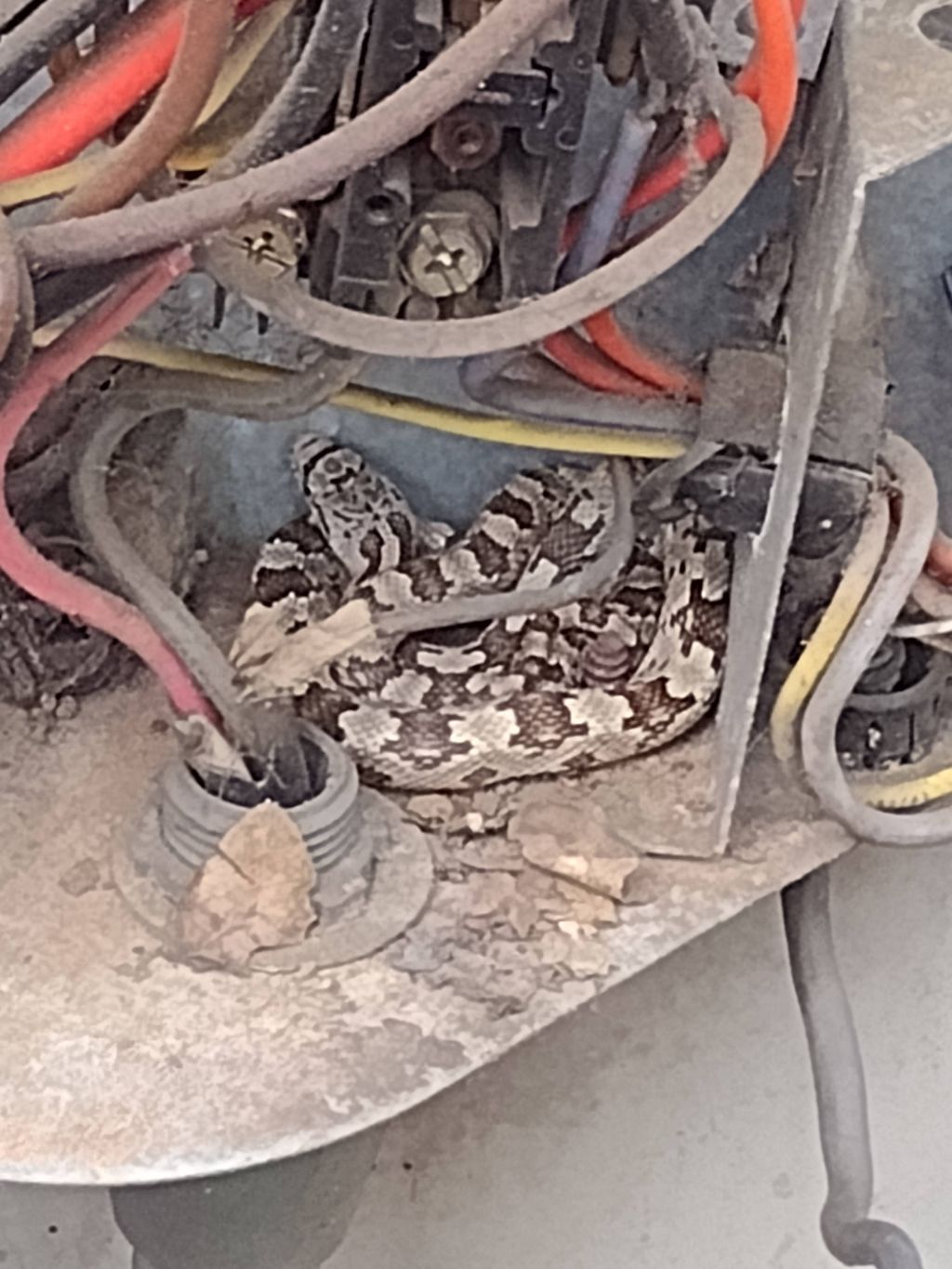 snake inside AC unit 