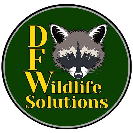 DFW Wildlife Solutions