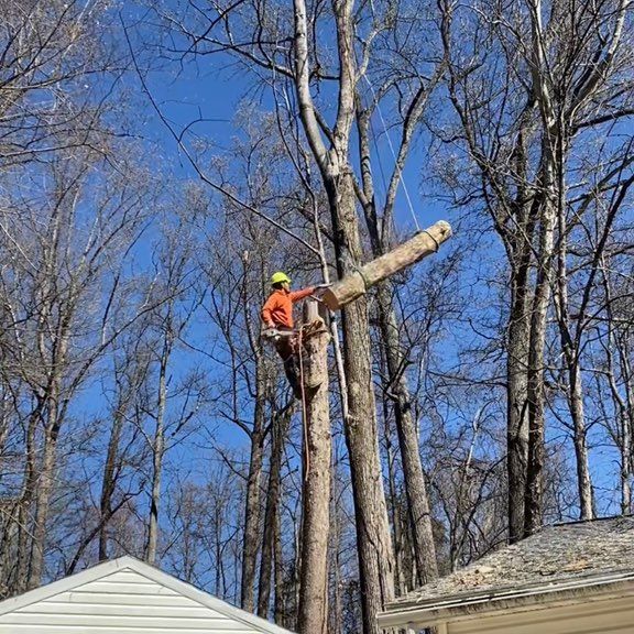 Nolasco tree service
