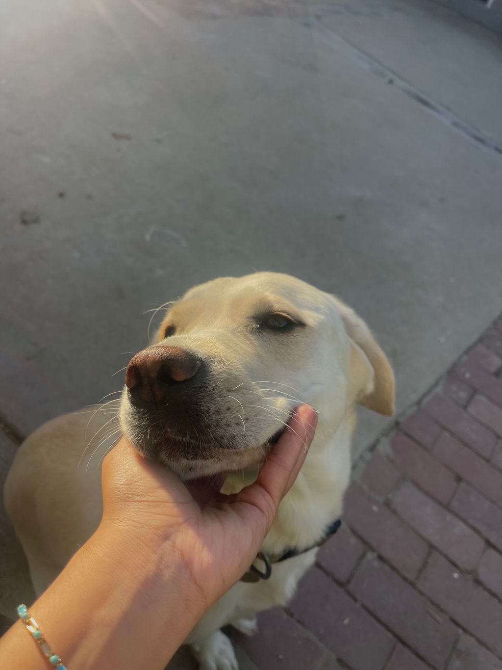 Pet Boarding