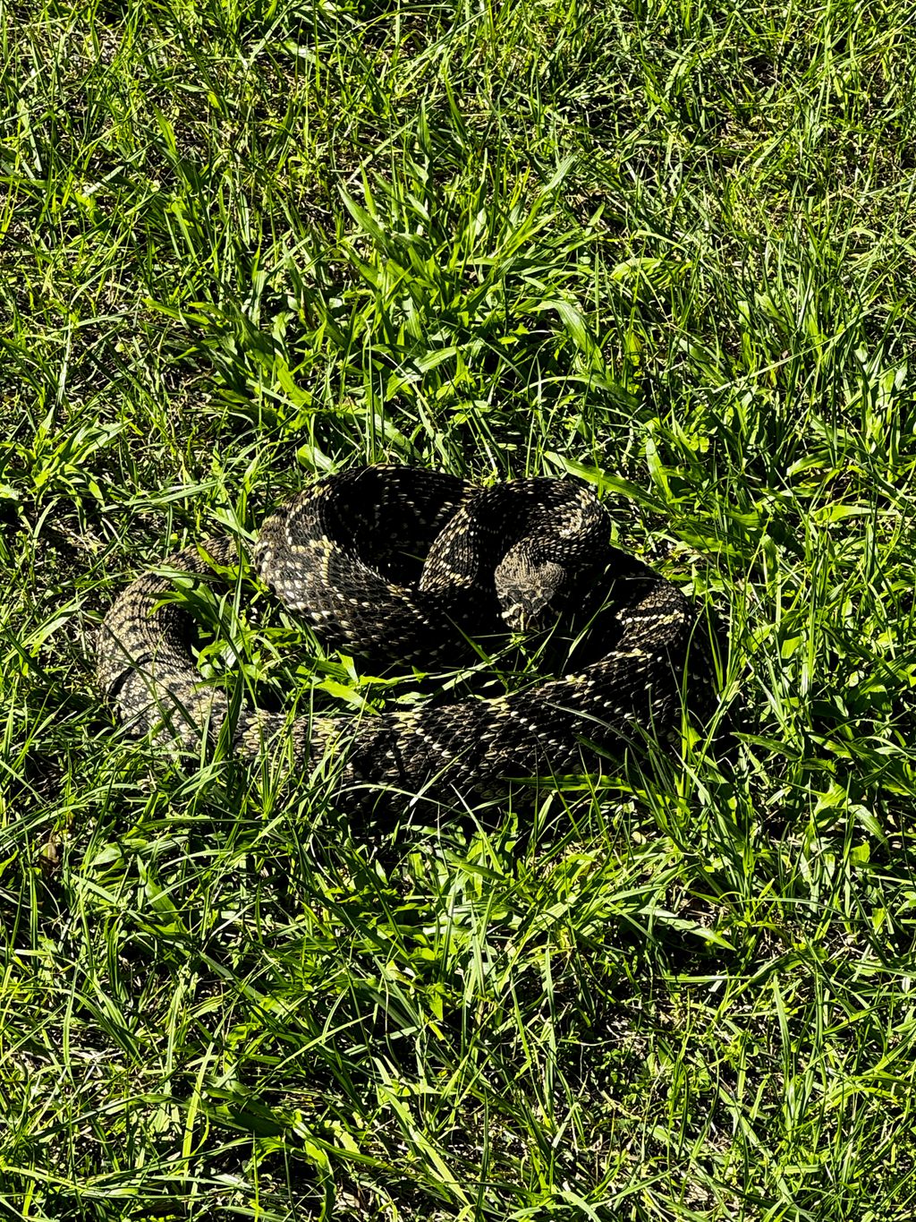 Eastern Diamondback Rattlesnake