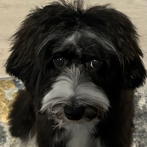She did a fantastic job!  My AussieDoodle looks am