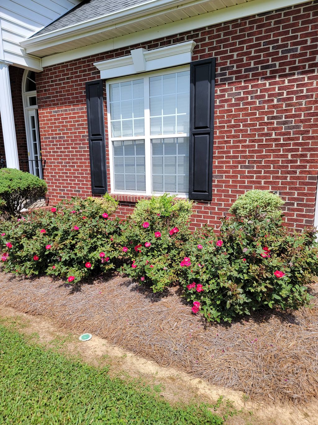 Shrub Trimming and Pine Needle Installation