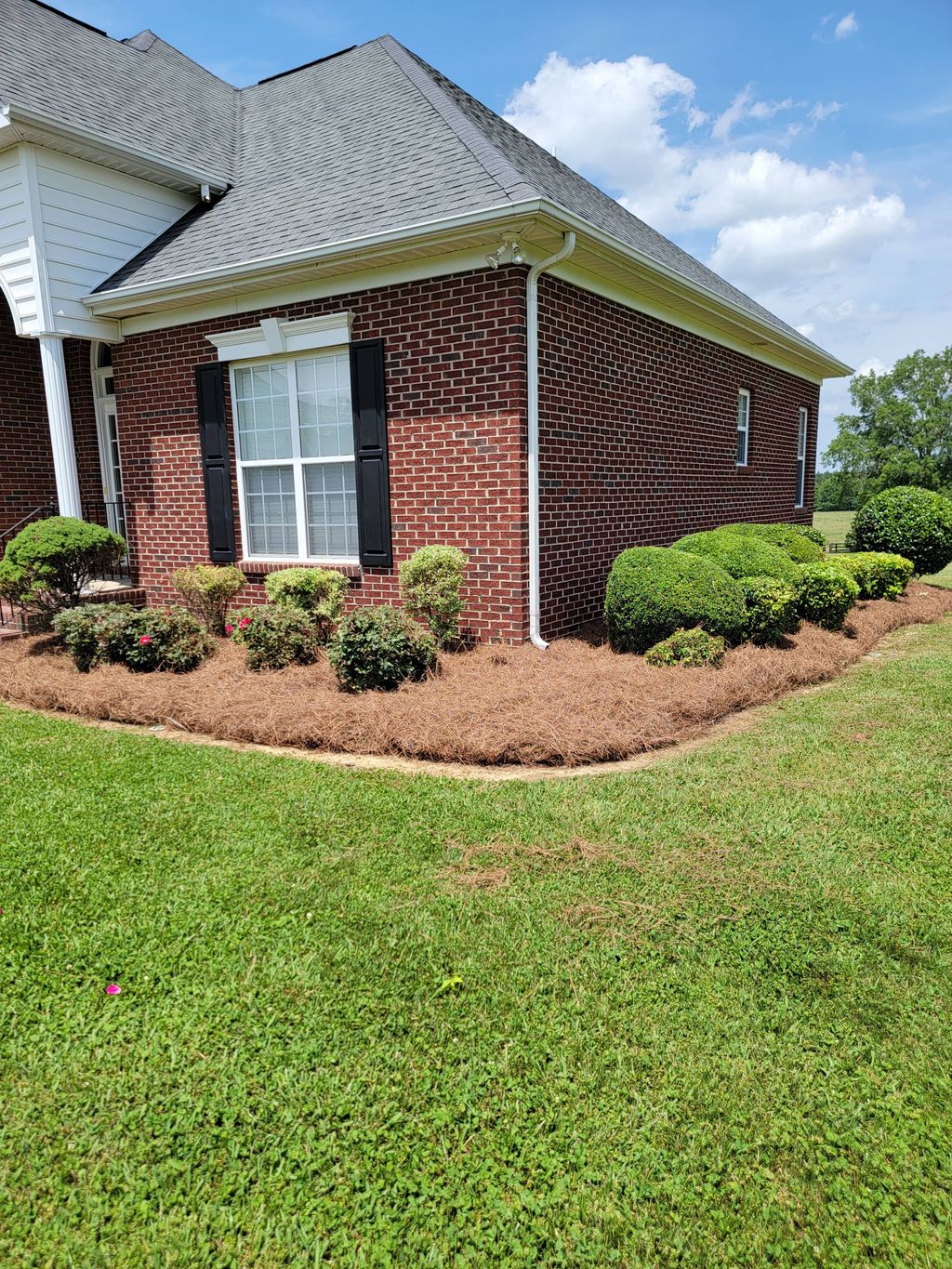 Shrub Trimming and Pine Needle Installation