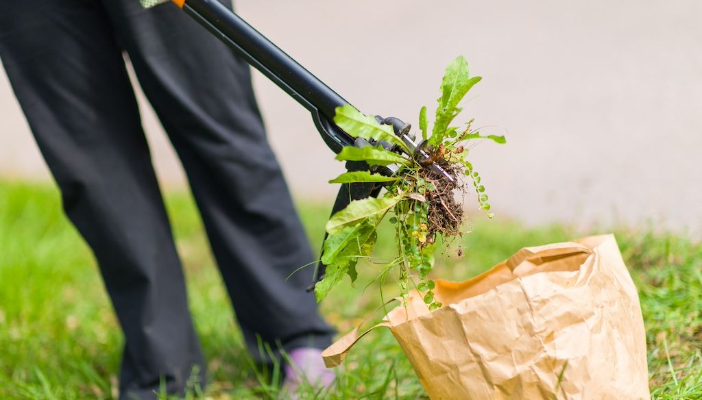 kill weeds in lawn with hand tool