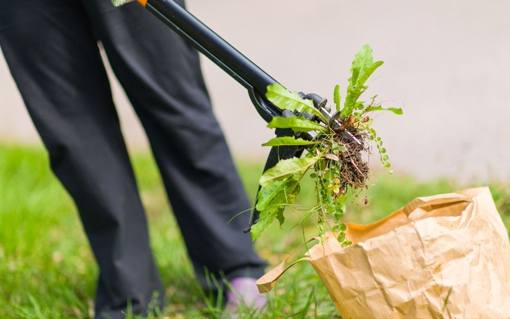 Effective methods for killing weeds in your lawn.