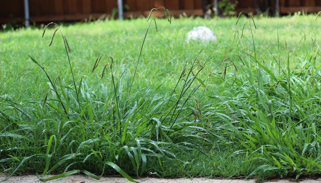 weeds in yard