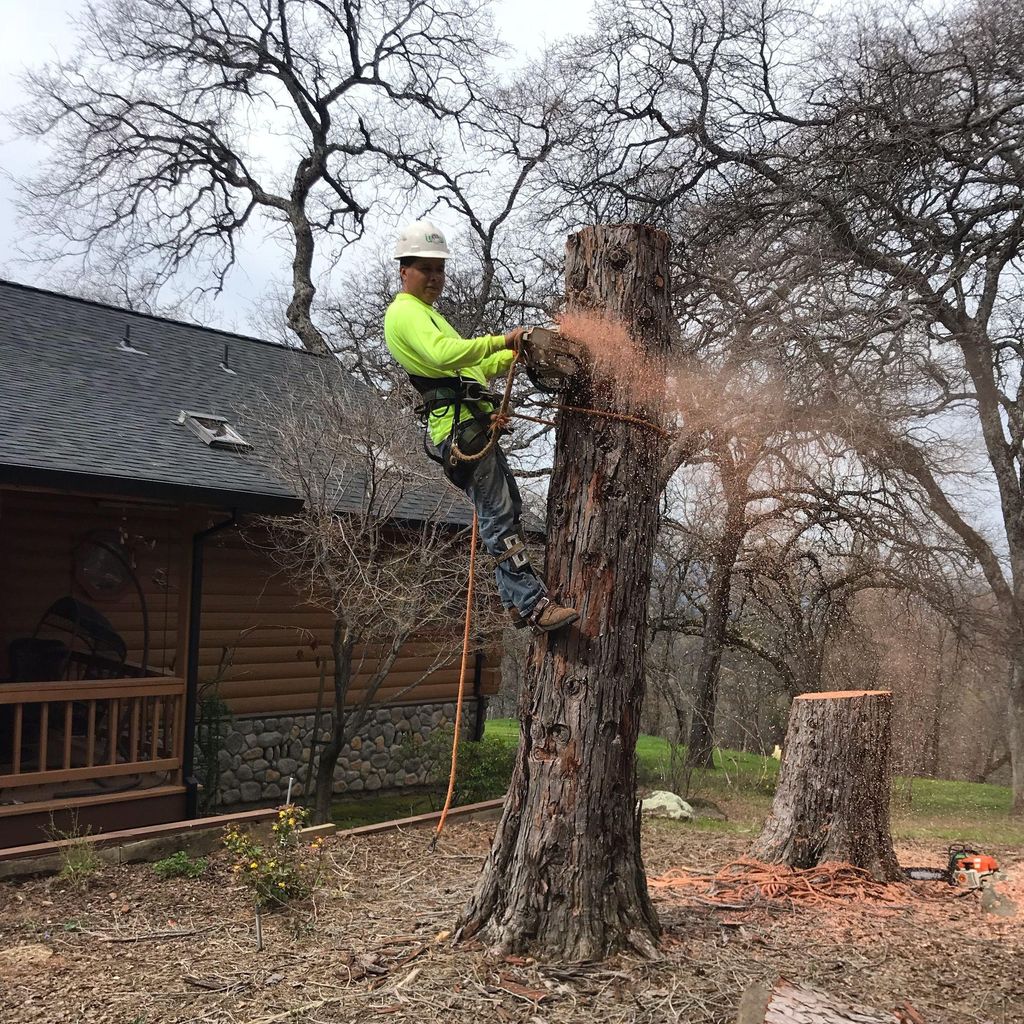 Matias Tree Service and Landscape contractor