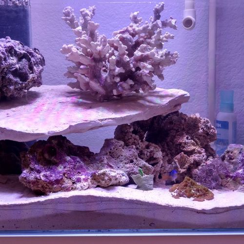 Tim built a small 20 gallon coral aquarium for me 