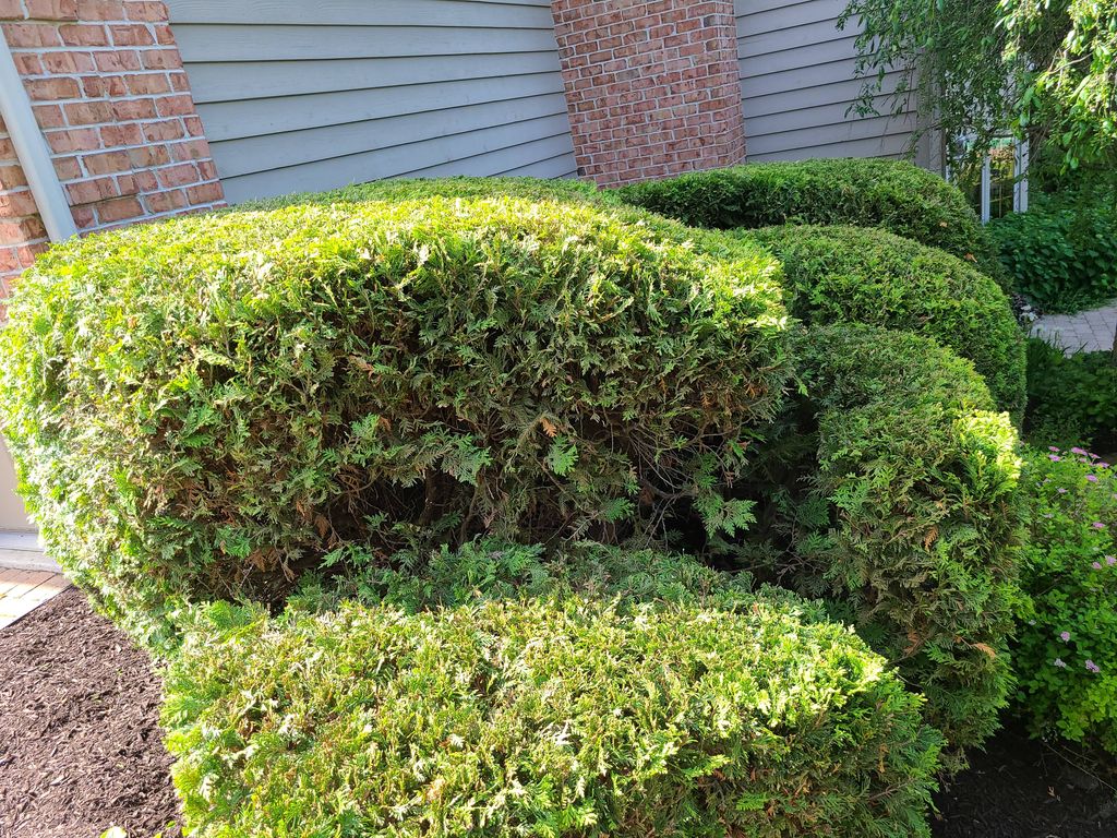 trimming bushes