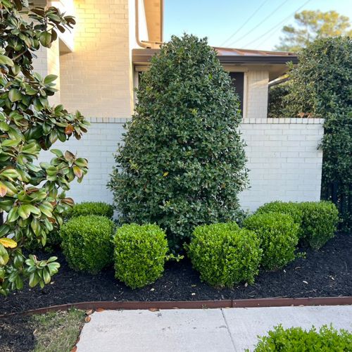 Fantastic mulch and magnolia tree trim up from sta