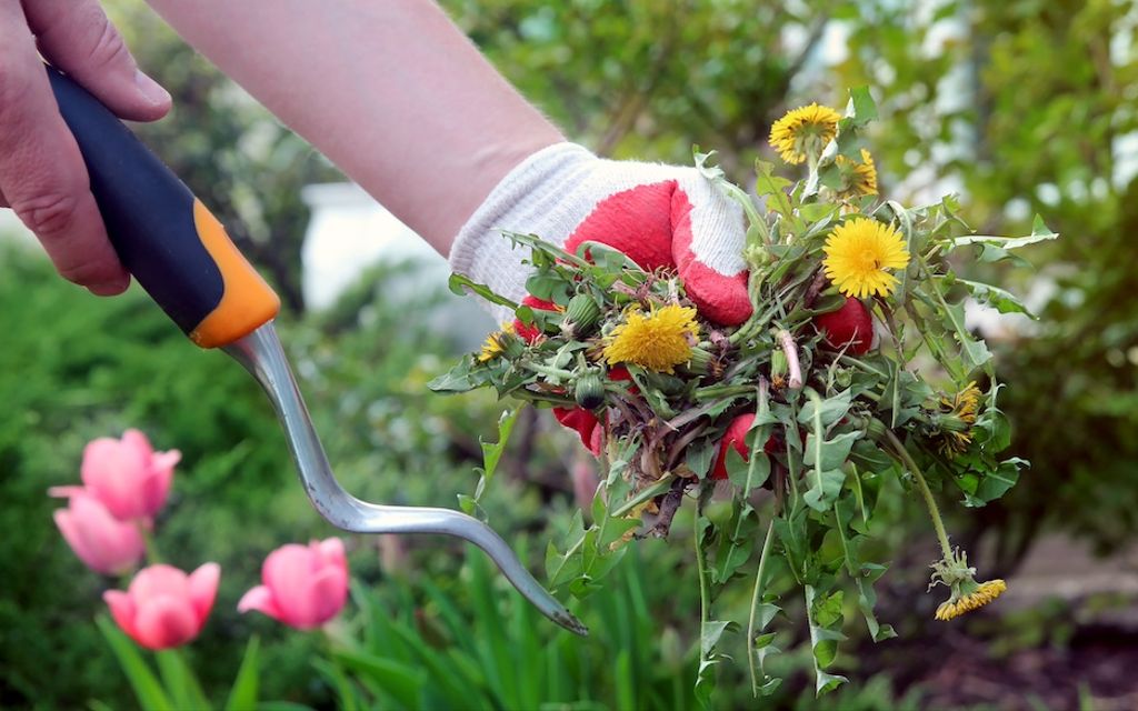 Easy ways to kill weeds in flower beds.