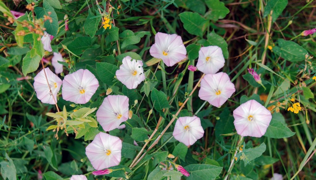 bindweed in flower bed