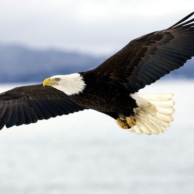 Avatar for Haulaway eagle