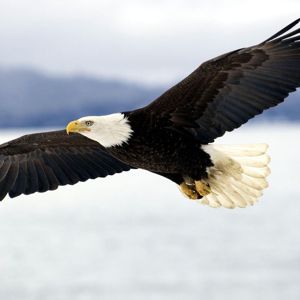 Haulaway eagle