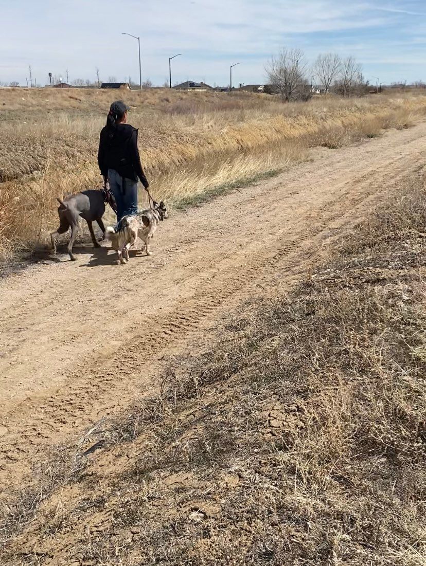With board & train dogs. 