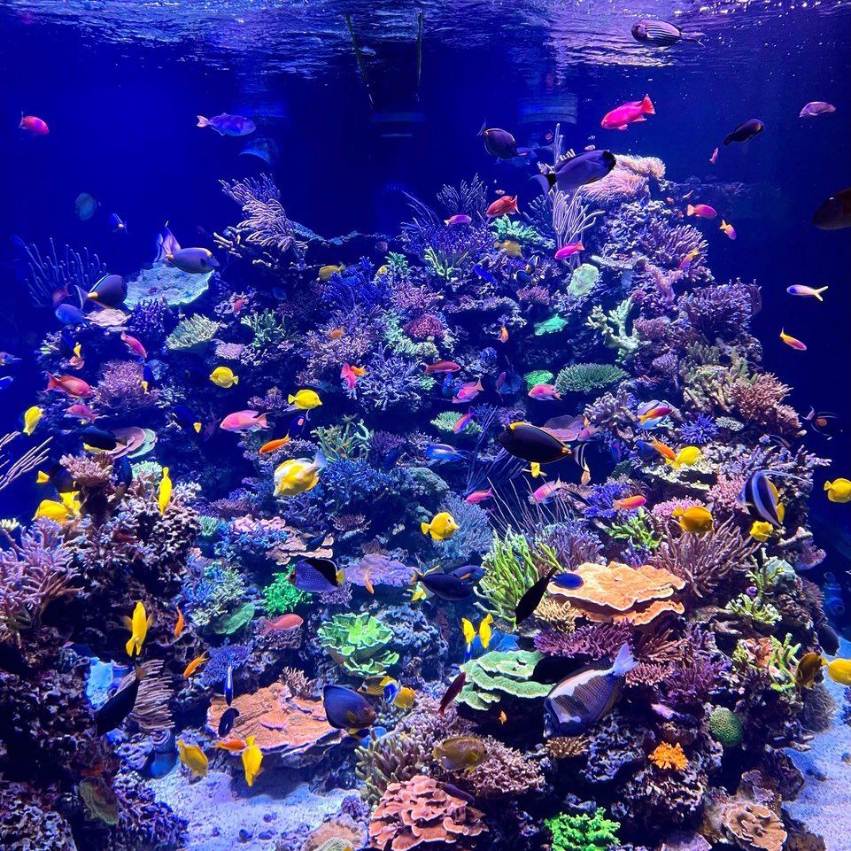 Manhattan Aquariums