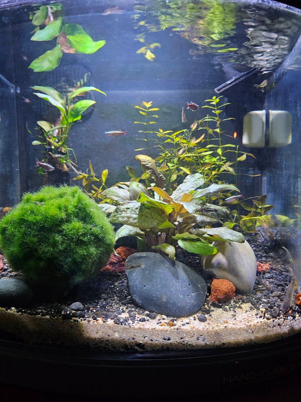 Cute little Planted 5 gallon.  Low- Tech. 