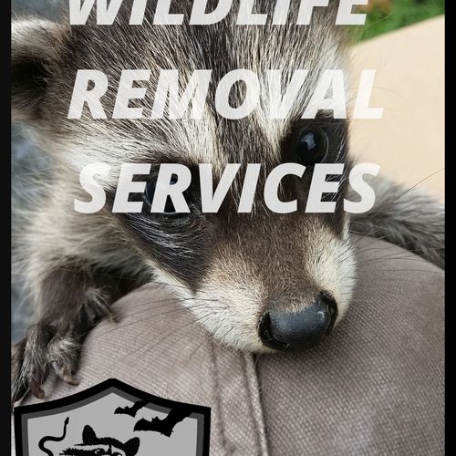 Humane Wildlife Removal Services
