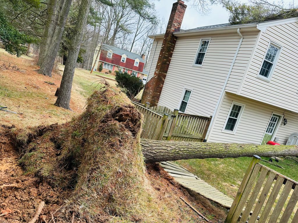 Tree Trimming and Removal