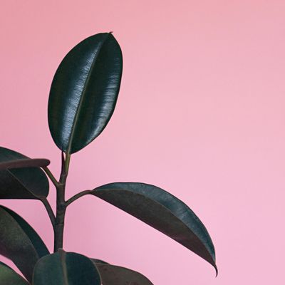 Avatar for Winnie Home Check