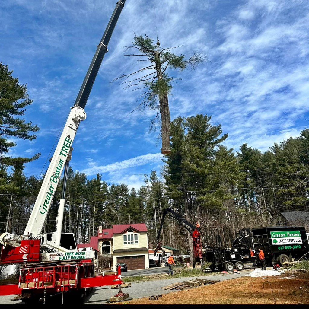 Greater Boston tree service