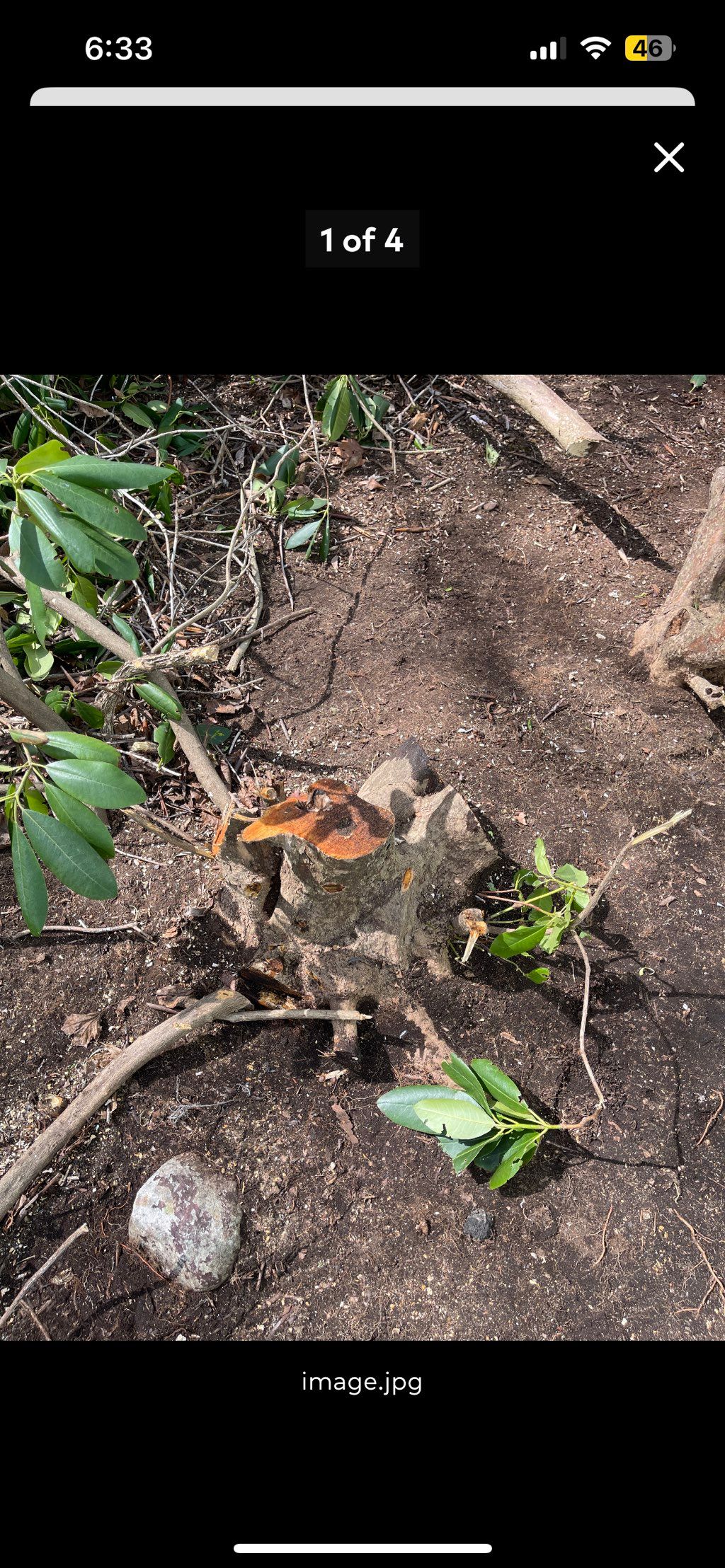 4 Rhododendron stumps ground in brockton 3of6
