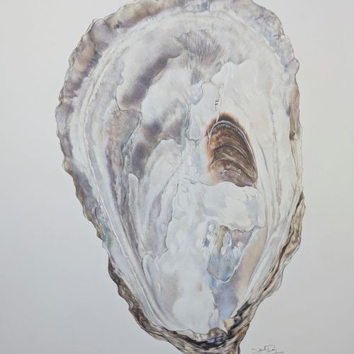 Colored Pencil drawing of Oyster